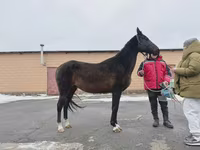 Madyan, Akhal-Teke — foto 2