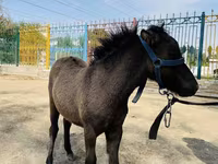 خيول (دفعة، الجنس غير محدد), Australian Pony — الصورة 2