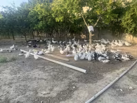 Geese — फ़ोटो 4