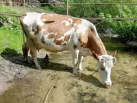 Cow, Holstein breed — photo 6
