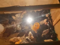 Australorp — photo 3