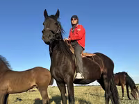 Stute, Friesian — Foto 1