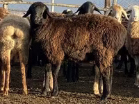 Schaf, Edilbay sheep — Foto 3
