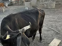 Kuh, Latvian Blue cattle — Foto 5
