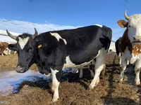 Vaca, Russian Black pied cattle — foto 1