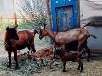 Echkilar (partiya, jinsi ko‘rsatilmagan), Alpine goat — 3-rasm