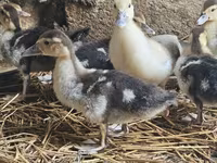 Domestic Muscovy — photo 3