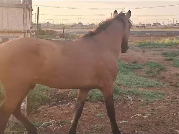 Madyan, Mugalzhar horse