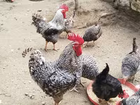 Chickens — photo 3