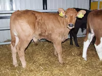 Bull, Limousin cow — photo 8