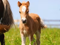 خيول (دفعة، الجنس غير محدد), Shetland Pony — الصورة 7