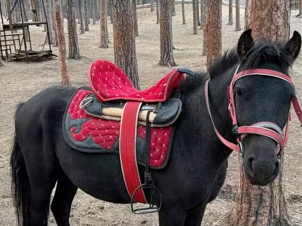 Айғыр, Shetland Pony