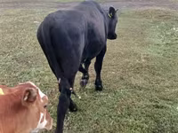 Toro, Ganado vacuno — foto 2