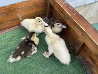 Ducks — Foto 1