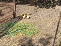 Geese — Foto 3