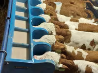 Bulle, Simmental cattle — Foto 2