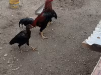 Chickens — الصورة 6
