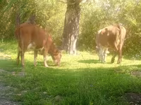 Kuh, Simmental cattle — Foto 3