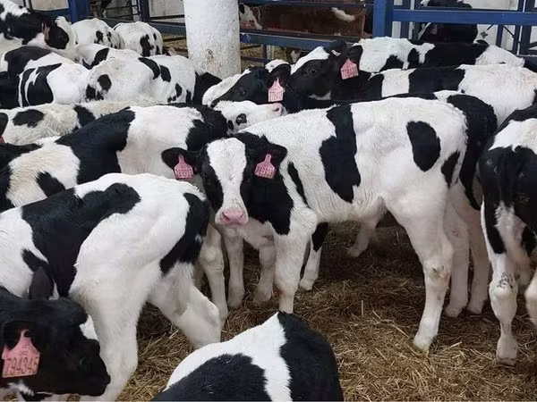 Toro, Raza Holstein
