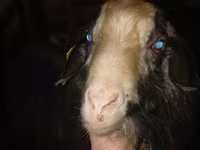 Ziegenbock, Ziegen — Foto 1