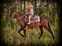 فرس, Quarter Horse — الصورة 1