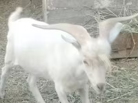 Keçi, Saanen goat — foto 3