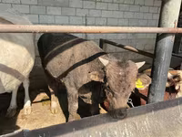 Toro, Ganado vacuno — foto 4