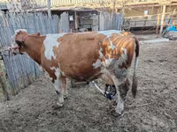 母牛, Simmental cattle — 照片 5
