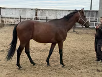 حصان, Thoroughbred horse — الصورة 4