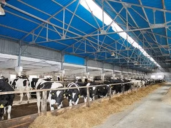 Holstein-Rasse