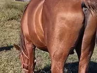 حصان, Thoroughbred horse — الصورة 1