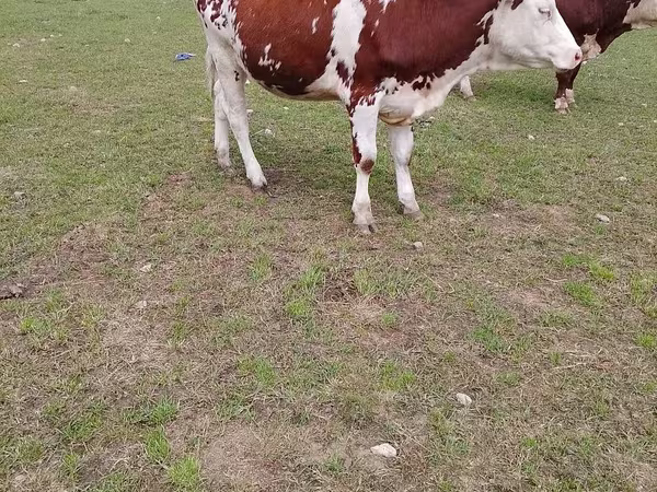 Kuh, Simmental cattle