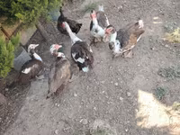 Ducks — Foto 3