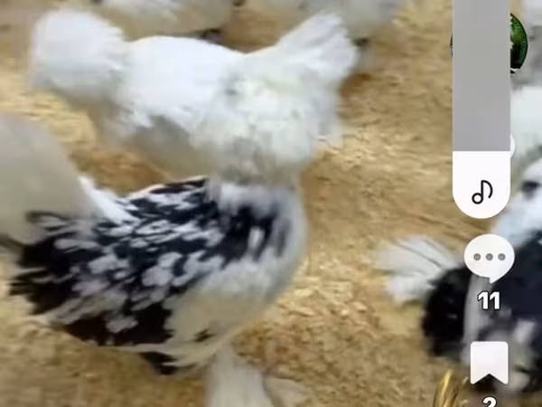 Chickens