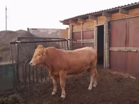 Buqa, Aulieatinsk navi — 5-rasm