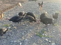 Turkeys — 2-сурет