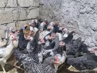 Chickens — photo 4