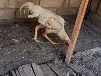 Chickens — फ़ोटो 5