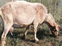 Cabra, Alpine goat — foto 2