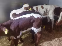 Buğa, Simmental cattle — foto 4