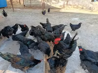 Australorp — foto 2