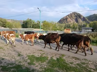 بقرة, Simmental cattle — الصورة 4