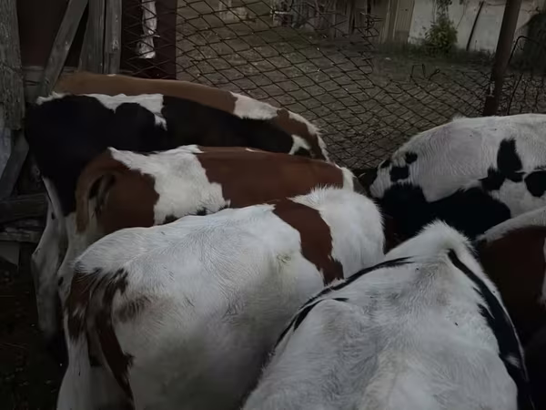 公牛, Swiss cattle