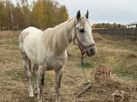 Caballo, Horse breed — foto 4
