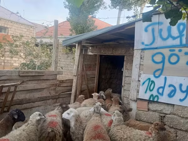 Carnero, Ovejas