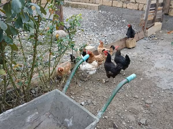Chickens