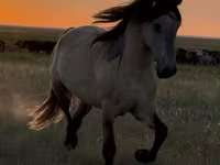 At, Bashkir horse — foto 1
