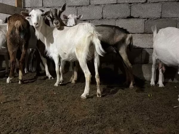 Ziege, Saanen goat
