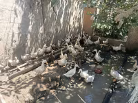Ducks — الصورة 2