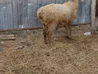 Qoʻchqor, Hissar sheep — 2-rasm